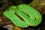 Striped palm pit viper. : Animals, Costa Rica