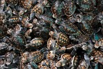 Hundreds of recently hatched Hawksbill Turtles at the Old Hegg Turtle Sanctuary on Bequia Island, St Vincent & the Grenadines. : St Vincent & the Grenadines, Animals