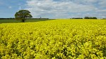 Rapeseed field near Boarhunt, UK. : United Kingdom