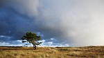 Lonely tree in the Den Helder dunes facing the oncoming storm.