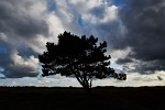 Lonely tree in the Den Helder dunes facing the oncoming storm.