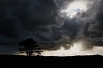 Lonely tree in the Den Helder dunes facing the oncoming storm.