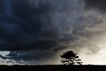 Lonely tree in the Den Helder dunes facing the oncoming storm.