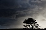 Lonely tree in the Den Helder dunes facing the oncoming storm.