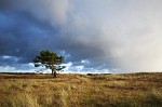 Lonely tree in the Den Helder dunes facing the oncoming storm.