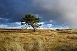 Desolate Dutch Tree