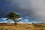 Lonely tree in the Den Helder dunes facing the oncoming storm.