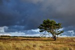 Lonely tree in the Den Helder dunes facing the oncoming storm.