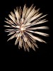 Fireworks at Guy Fawkes Night or Bonfire Night, Fareham, UK.  Commemoration of the events on 5 November 1605, when Guy Fawkes, a member of the Gunpowder Plot, was arrested while guarding explosives the plotters had placed beneath the House of Lords. : Fireworks, United Kingdom