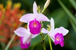 Peninsula de Osa. : Costa Rica, Flowers