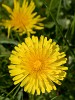 Garden Flower photography with Canon 500D close-up lens. : Nature, The Netherlands