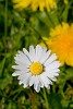 Garden Flower photography with Canon 500D close-up lens. : Nature, The Netherlands