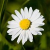 Garden Flower photography with Canon 500D close-up lens. : Nature, The Netherlands