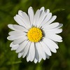 Garden Flower photography with Canon 500D close-up lens. : Nature, The Netherlands