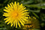 Garden Flower photography with Canon 500D close-up lens. : Nature, The Netherlands