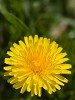 Garden Flower photography with Canon 500D close-up lens. : Nature, The Netherlands