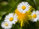 Garden Flower photography with Canon 500D close-up lens. : Nature, The Netherlands