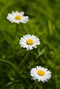 Garden Flower photography with Canon 500D close-up lens. : Nature, The Netherlands