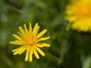 Garden Flower photography with Canon 500D close-up lens. : Nature, The Netherlands