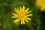 Garden Flower photography with Canon 500D close-up lens. : Nature, The Netherlands