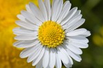 Garden Flower photography. : 500D Macro, Nature, The Netherlands