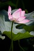 Lotus flower, Beijing, China. : China, Flowers, Nature