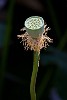 Lotus flower, Beijing, China. : China, Flowers, Nature