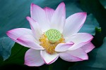 Lotus flower in West Lake, Hángzhou, China. : China, Flowers, Nature