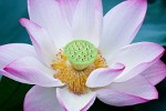 Lotus flower in West Lake, Hángzhou, China. : China, Flowers, Nature