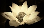 Lotus flower in West Lake, Hángzhou, China. : China, Flowers, Nature