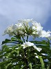 Grenada - Carriacou Island. : Flowers, Grenada