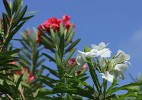 Grenada - Carriacou Island. : Flowers, Grenada