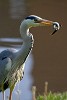 Heron in the backyard. : Animals, The Netherlands