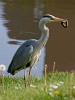 Heron in the backyard. : Animals, The Netherlands