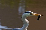 Heron in Action