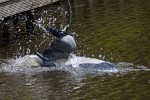 Go! : Animals, The Netherlands