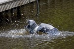 Go! : Animals, The Netherlands