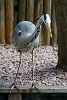 Heron in the backyard. : Animals, The Netherlands