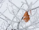 Winter Wonderland Baarle-Nassau. : The Netherlands